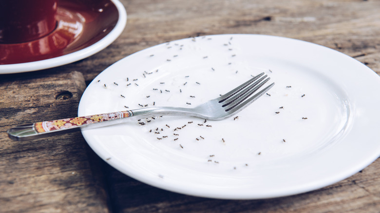 Dish with fork covered in ants