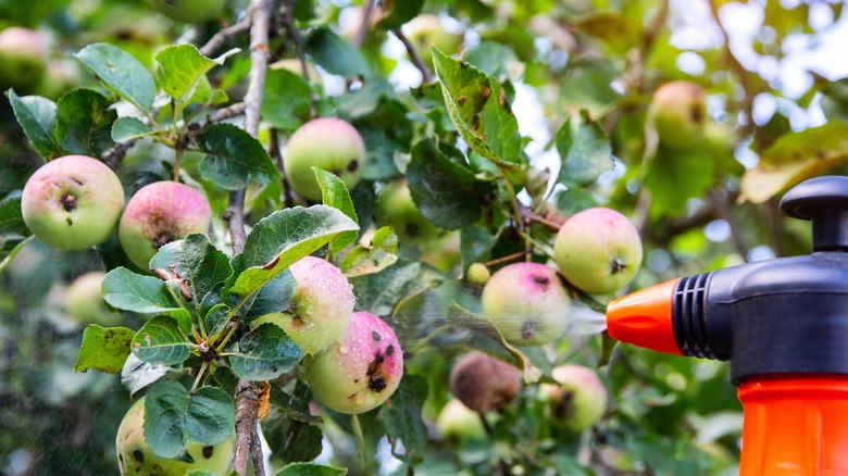 Someone spraying apples on a tree