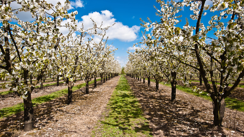 apple trees in bloom