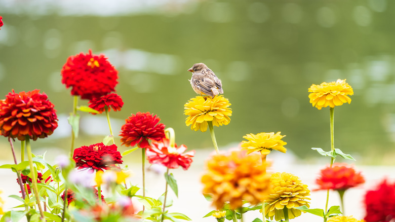 Cute bird sitting on yellow and red flowers