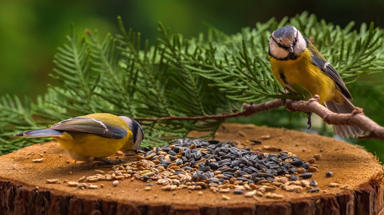 birds eating bird food 