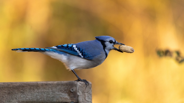 Blue Jay eating peanut