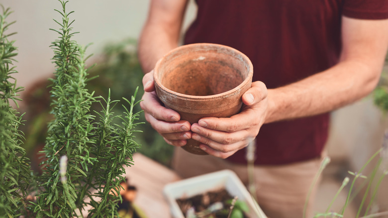 A person holds a terracotta pot