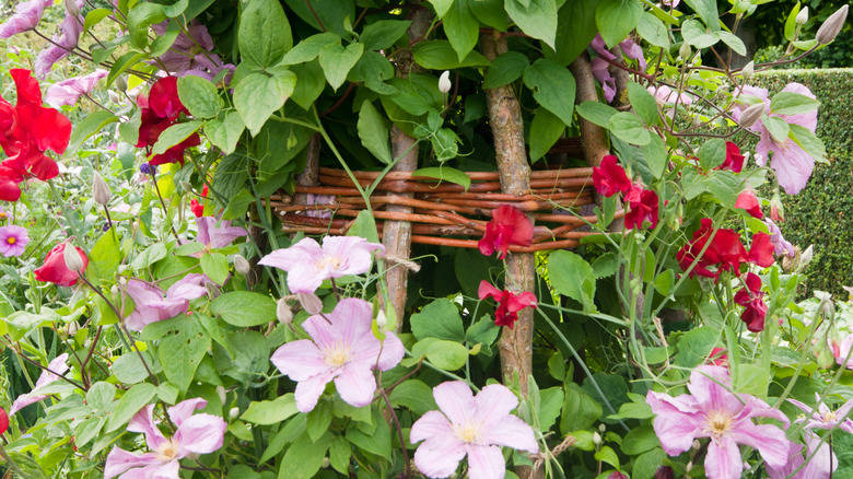 flowers on a trellis