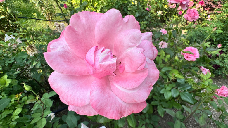 A large pink 'Queen Elizabeth' grandiflora rose on a bush