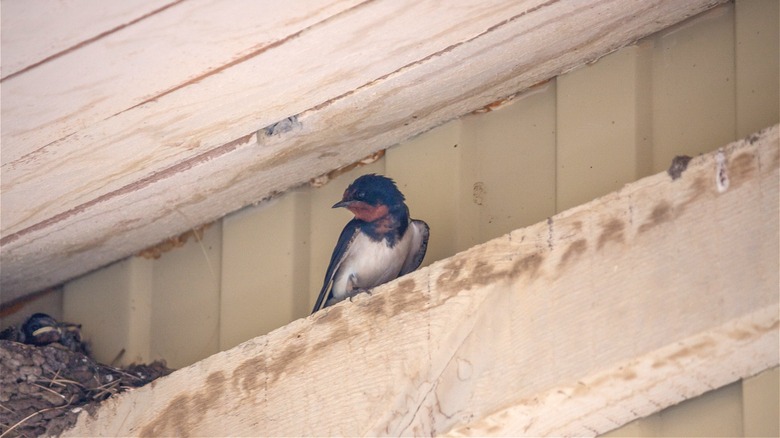 bird in eaves of garage