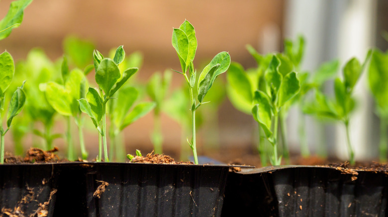 seedling starters