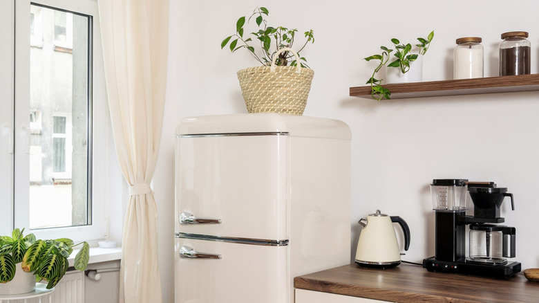 Plant in basket on top of a fridge in a light, rustic kitchen
