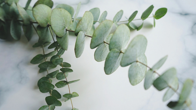Branches of eucalyptus