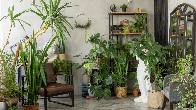 A room full of different houseplant species in a home.
