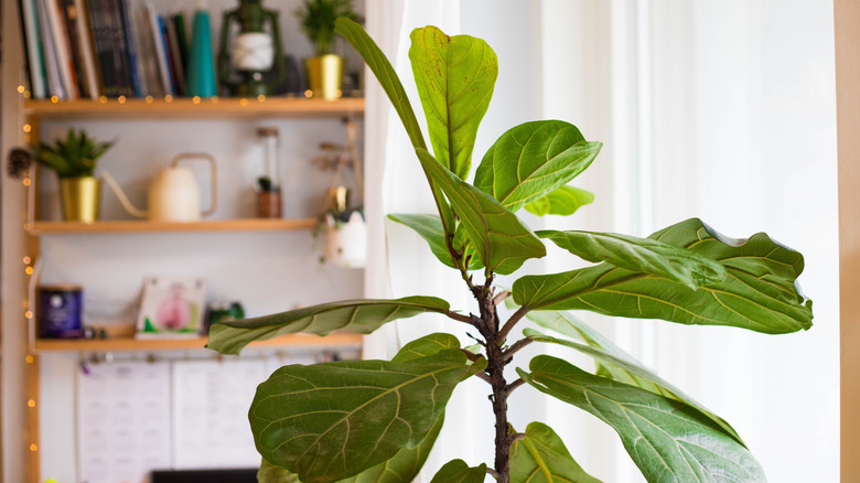 A fiddle leaf fig growing indoors in a room with white sheer curtains and a bookshelf decorated with string lights.