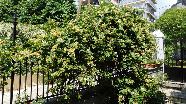 A yellow honeysuckle vine growing on an iron fence in an urban front yard.