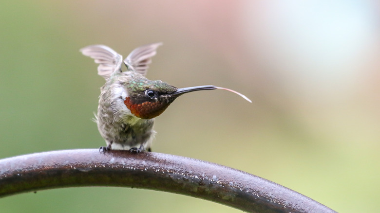 Closeup of a hummingbird with its tonge sticking out