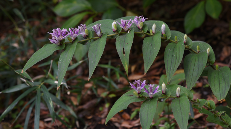 toad lily blooming shade garden