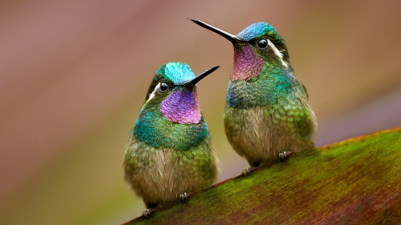 two hummingbirds perched on leaf