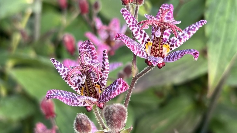 two toad lily blooms