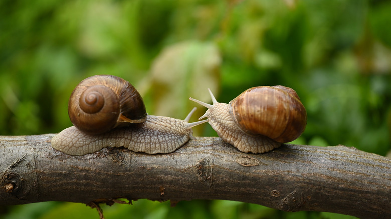 Snails on a branch