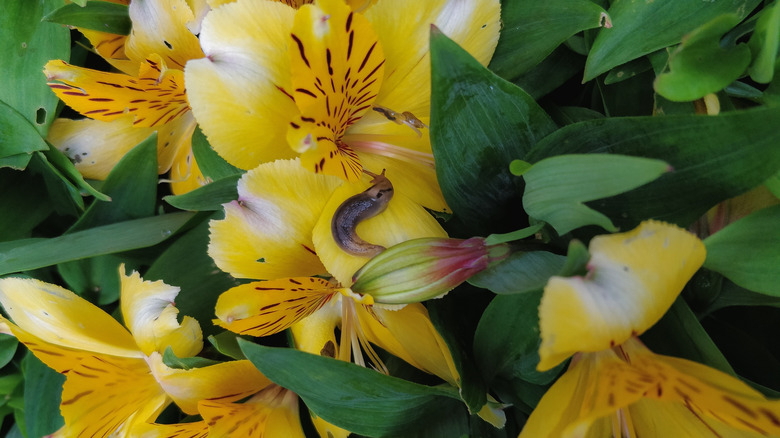 A slug resting on the petals of a yellow alstroemeria flower