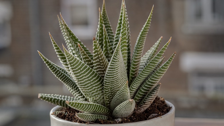 zebra haworthia