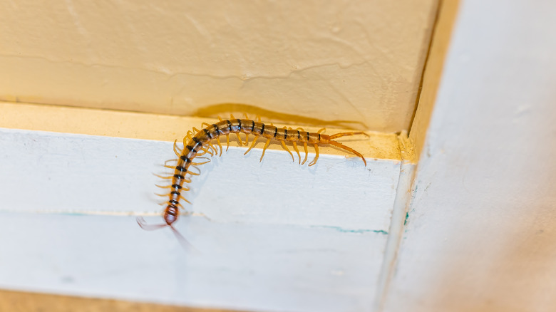 Centipede crawling