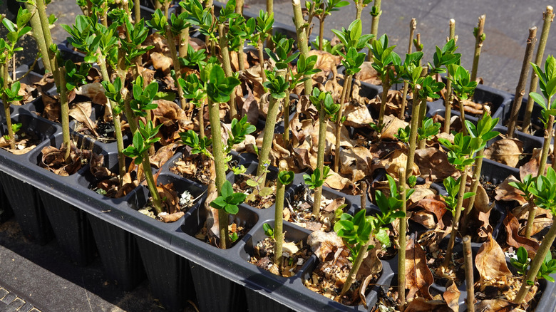Tray with cuttings of privet plants