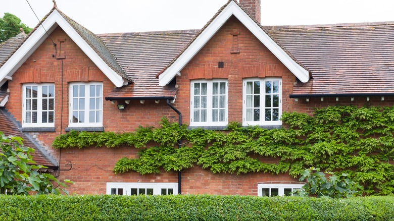 Privet hedge outside a house