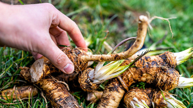 Hand holding uprooted radishes outside