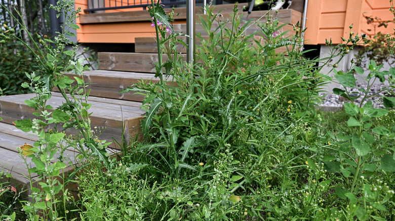 Yard overtaken by weeds