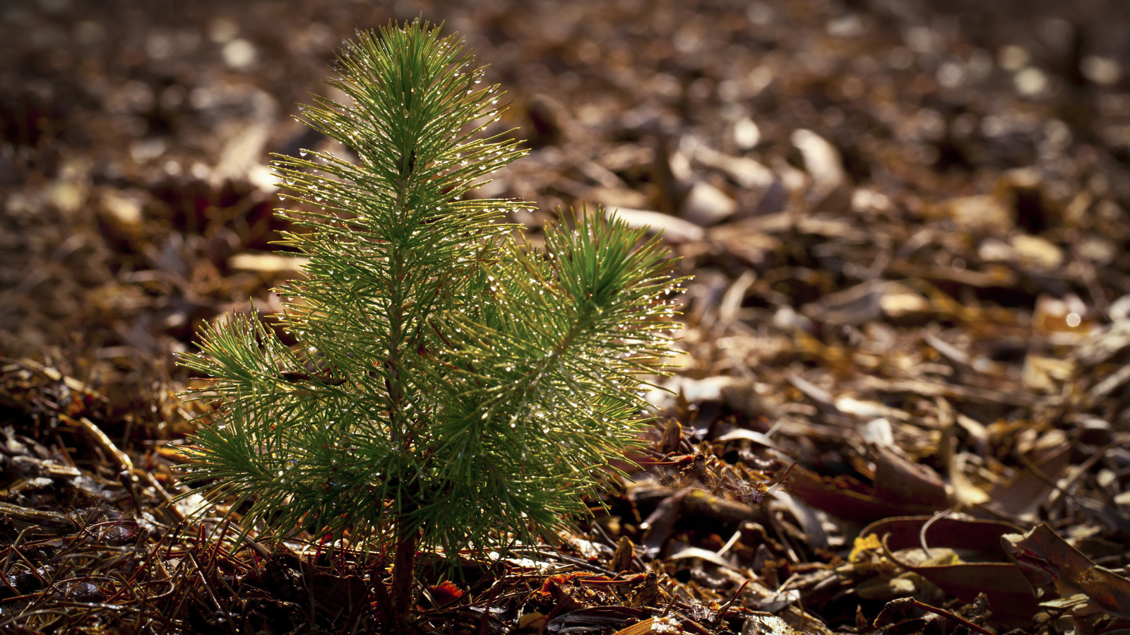 The Pine Tree That Is Renowned For Being One Of The Messiest Yard Options