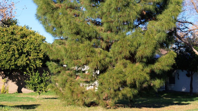 Large eldarica pine in yard