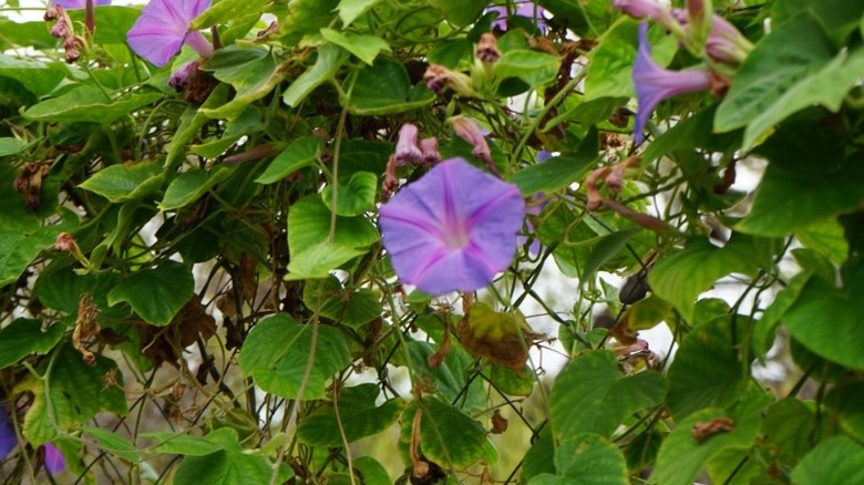Common morning glory bloom climbing fence.