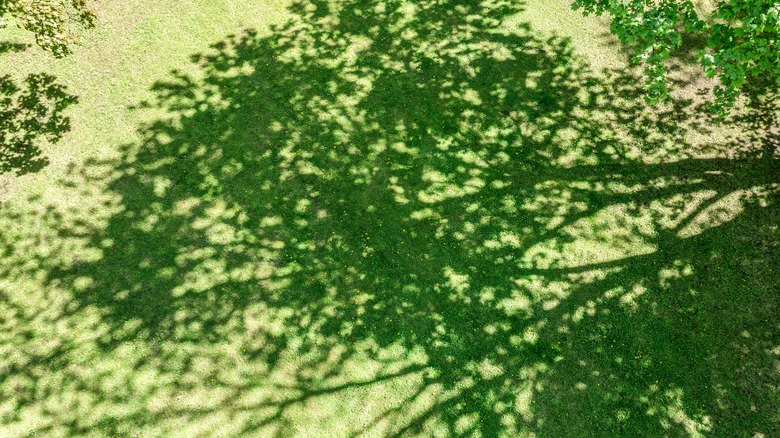 Tree shade in yard