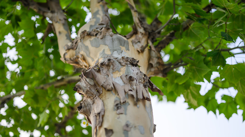Closeup of sycamore tree