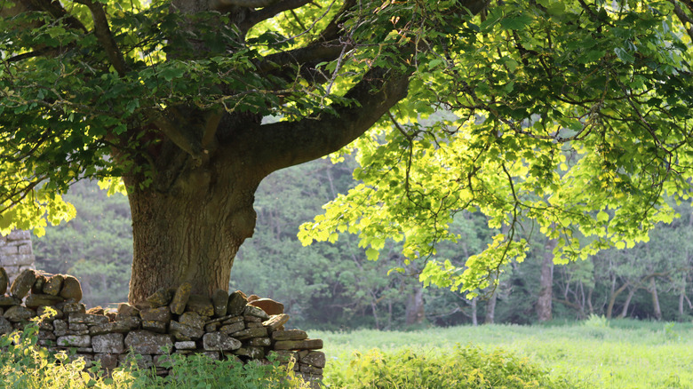 An ancient sycamore tree in a field
