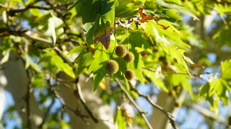 Closeup of the American sycamore's branches, from which the hairy fruit hangs
