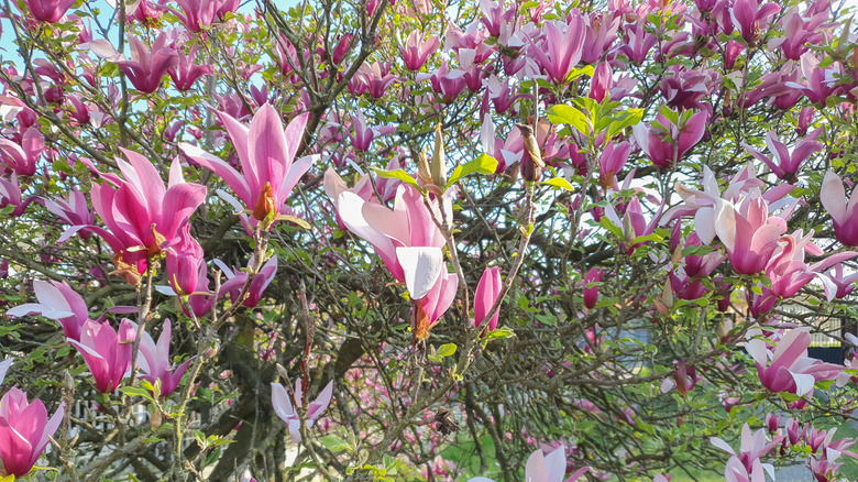Tree with many large, pink flowers.