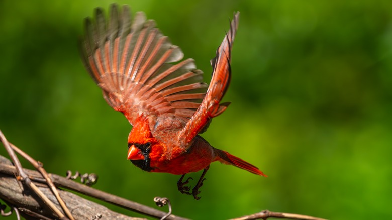 Cardinal with wings spread landing on a tree branch.