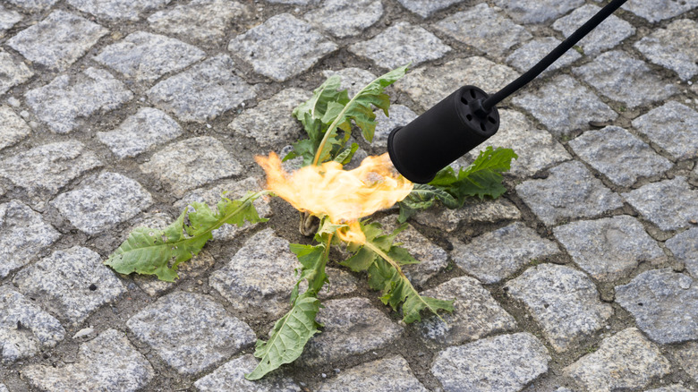 A weed torch being used to kill a dandelion