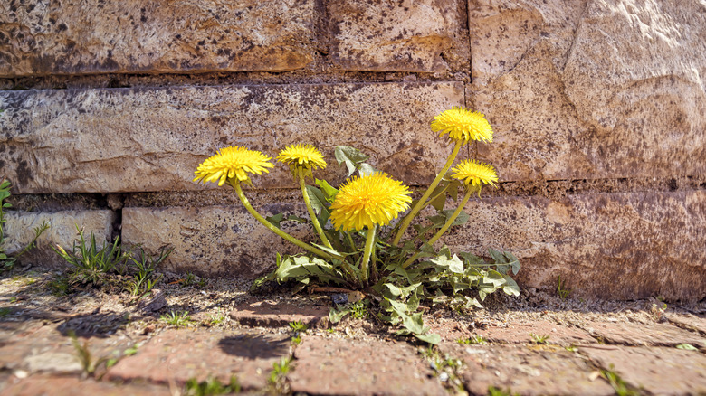 Dandelion growing between a wall and a path