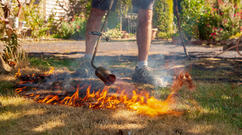 Flames from a weed torch getting out of control