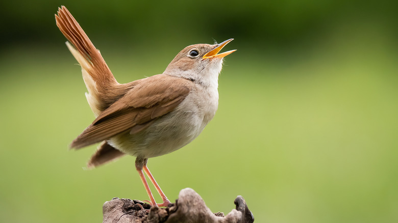 small brown bird on stump