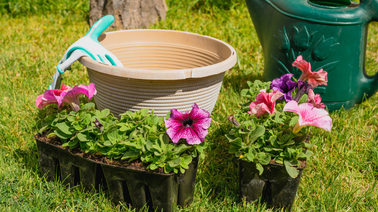 Petunia seedlings set on the lawn in front of a large empty plastic planter with gardening gloves and a watering can behind them.
