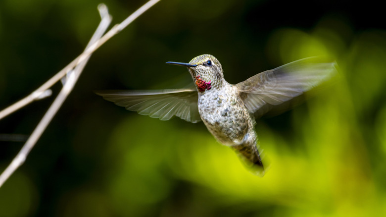 A hummingbird flying in the air against a green and black background and beside out of focus branches.