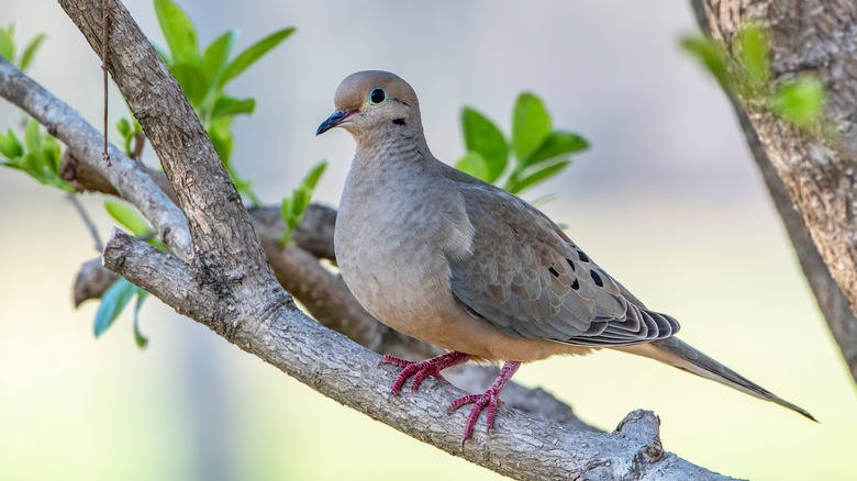 mourning dove perched on tree