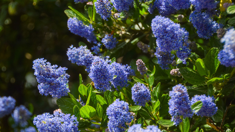 Vibrant blue flowers on California lilac