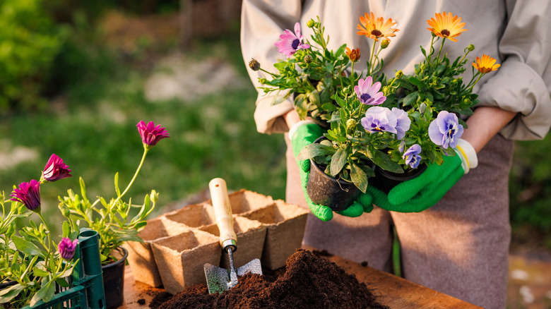 Someone getting ready to plant flowers