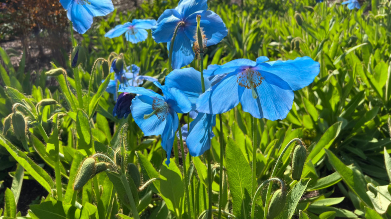 Flowering Himalayan blue poppy plants grow in a large garden bed.