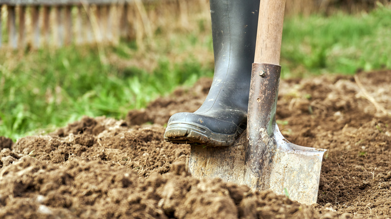 A gardener wearing black rubber boots digs with a shovel in heavy clay soil.