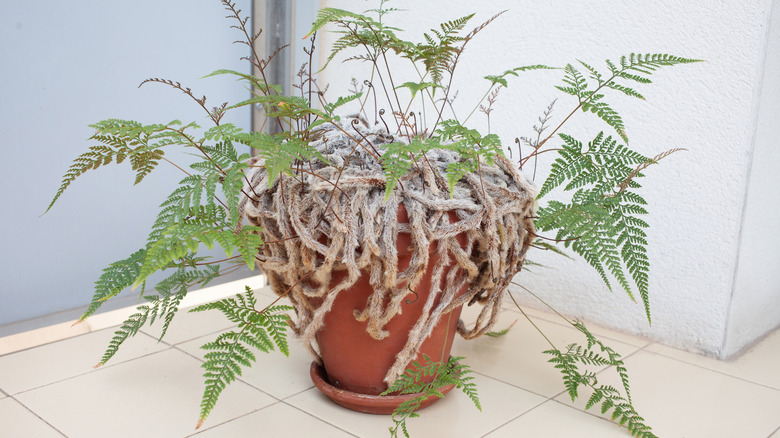 A rabbit's foot fern in a terra cotta pot sitting on floor