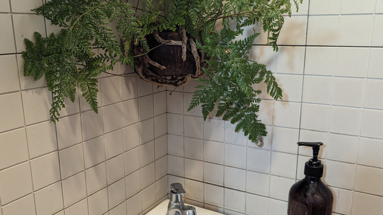 A rabbit's foot fern in a hanging container over a sink